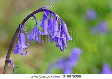 Close Up Of A Single Bluebell Flower (hyacinthoides Non-scripta) In Bloom