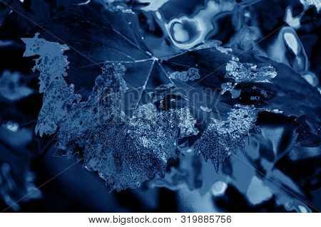 A Fantasy Blue Scratched Leaf, By Night