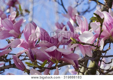 Photo Of Several Pink Flowers With Soft Colours, Selective Focus And Sunlight.