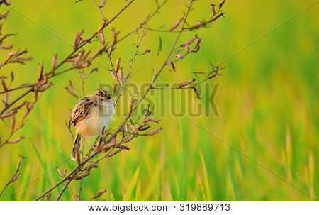 Birds On Tree Trunks. Plain Prinia (prinia Inornata) On A Tree Trunk In The Wild