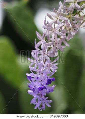 Sandpaper Vine. Purple Wreath. Flower Bunch Purple Bouquet Of Five Petals, Like A Five Pointed Petal