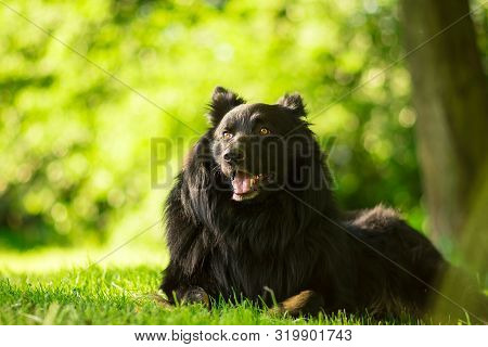 A Portrait Of A Sitting Dog During Sunset In The Grass.