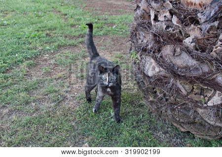 Thew View Of A Three-color Cat And A Palm Tree.