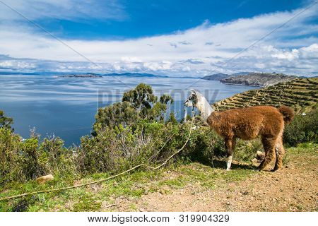 Alpaca portrait at  Isla del Sol  island on a sunny day. Bolivia.  South America. Lamas and alpacas are the two domestic animals from the camel family . 