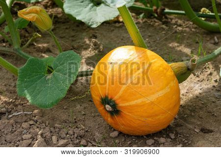 Green Food, Close Up To An Uchiki Kuri Pumpkin, Ready To Harvest