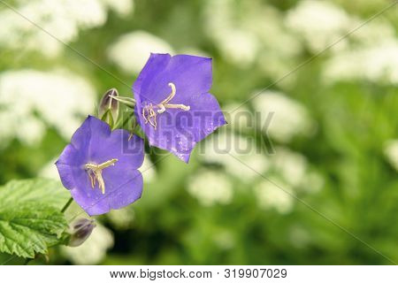 Flowers Blue Campanula On The Edge Of The Forest. Beautiful Wild Flower Closeup With Copy Space