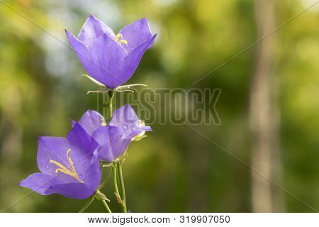 Flowers Blue Campanula On The Edge Of The Forest. Beautiful Wild Flower Closeup With Copy Space