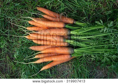 Bunch Of Fresh Carrots With Tops On The Grass Next To The Garden Bed, Top Veiw
