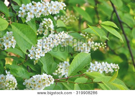 Blossoming Bird Cherry. Flowers Bird Cherry Tree. Branch Of Bird Cherry In Front Of Blue Sky. Copy S
