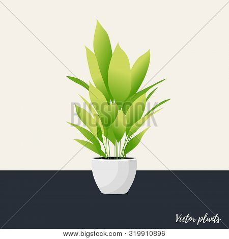 Young Aspidistra Elatior Plant Or Cast-iron Home Flower In A Pot In Modern Flat Style. Aspidistra Is