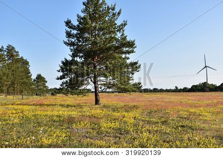 Yellow Field With Blossom Bedstraw Flowers In A Swedish Nature Reserve At The Island Oland