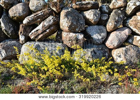 Sunlit Yellow Bedstraw Flowers Close Up By An Old Stone Wall