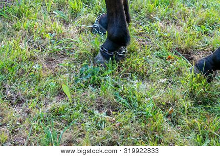 Horse Foot In Chains Grazing On Green Field At Sunset In Transylvania, Romania.