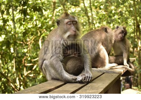Monkey Meditation In A Forest. Money Forest, Ubud, Bali, Indonesia.