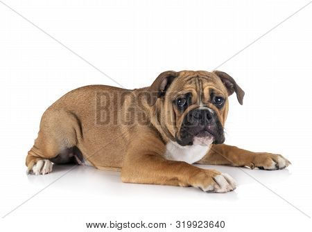 Continental Bulldog In Front Of White Background