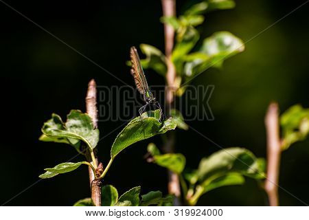 Green Dragonfly Waiting On The Leaf, Bosnia And Herzegovina