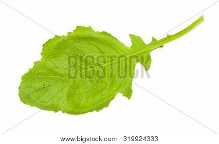 Back Side Of Leaf Of Kokabu Japanese White Salad Turnip Isolated On White Background