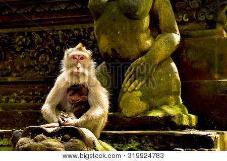 Monkey Mother Of Gods. Monkey Forest, Ubud, Bali, Indonesia.