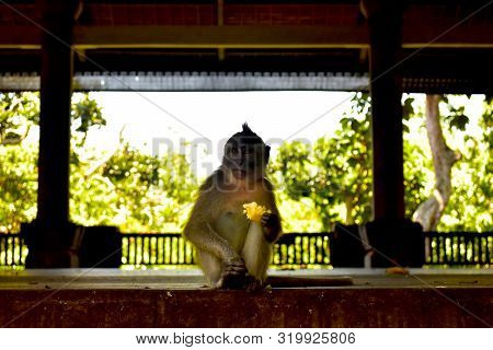 Cheeky Monkey In Ubud Forest, Bali, Indonesia.