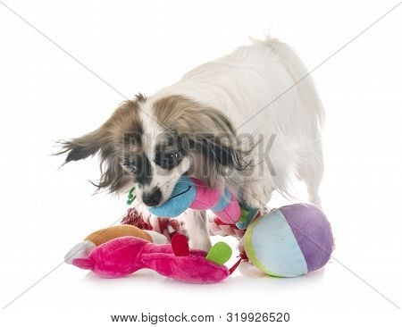 Phalene Papillon Dog In Front Of White Background