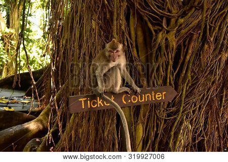 Ticket Counter In Monkey Forest In Ubud, Bali, Indonesia.