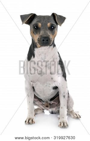 Brazilian Terrier In Front Of White Background