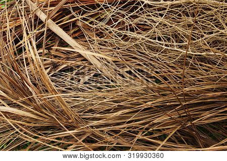 The Dried Coconut Spathe Pattern Texture Background
