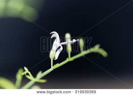 Macro Photo Of A Creat Or Green Chireta Plant, Andrographis Paniculata,