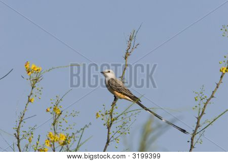 สุนัข–หาง Flycatcher ตั้งอยู่