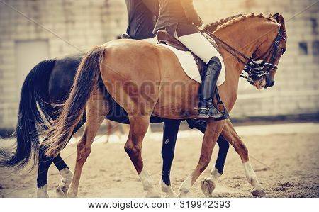 Equestrian Sport.two Sports Horses In The Double Bridle.the Leg Of The Rider In The Stirrup, Riding 