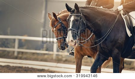 Equestrian Sport. Portraits Of Two Sports Horses, Black And Red Color In The Double Bridle. Dressage