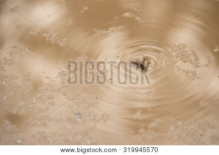 Wasp Falling Into A Muddy Puddle Of Water After Rain