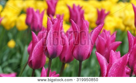 Beautiful Yellow And Pink Tulip Flowers In Spring Garden.