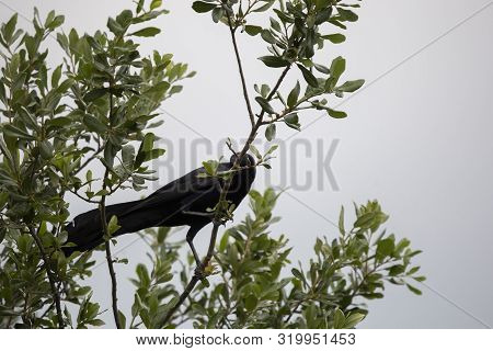 Male Great-tailed Grackle Bird (quiscalus Mexicanus) Foraging For Food On A Tree Branch