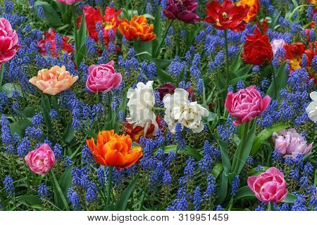 Beautiful Pink Tulip Flower On Floral Background Of Blue Muscari In Spring Garden.