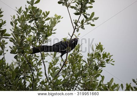 Male Great-tailed Grackle (quiscalus Mexicanus) Bird Looking Down Suspiciously From His Tree Perch