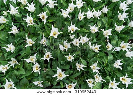 White Tulip Flowers With Pointy Petals In Spring Garden, Park. Top View.