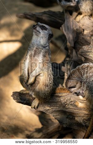 Full Body Of Standing Adult Wild African Meerkat (suricatta). Photography Of Lively Nature And Wildl