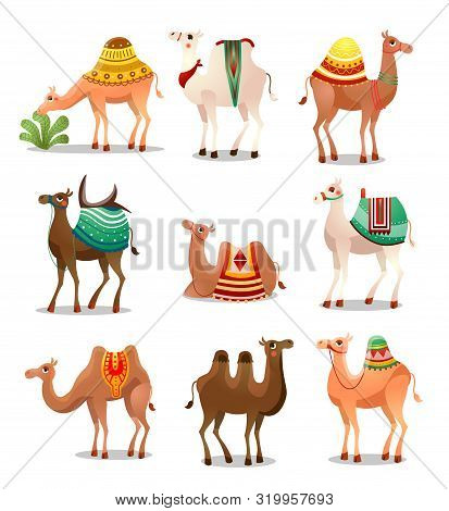 Camel Icons Set . Raster Illustration In Flat Cartoon Style