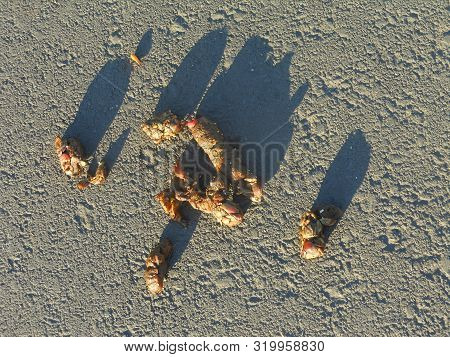 Light Brown Coyote Scat Close Up With Long Shadows