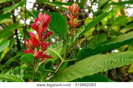 Flowering Brazilian Red Cloak Flowers In Macro Closeup, Tropical Plant Specie From America, Ornament