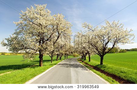 Road And Alley Of Flowering Cherry Trees In Latin Prunus Cerasus With Beautiful Sky. White Colored F
