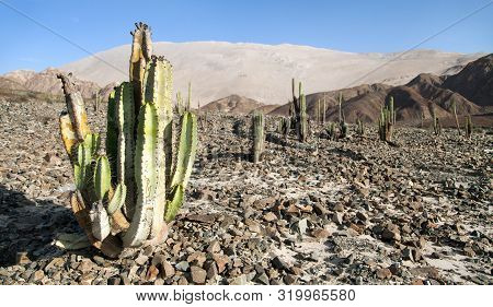 Cerro Blanco Sand Dune With Cactuses, One Of The Highest Dunes On The World, Located Near Nasca Or N