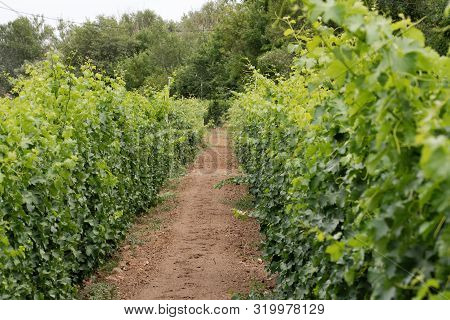 Vineyards With Grapevine And Winery Along Wine Road. Agriculture Concept