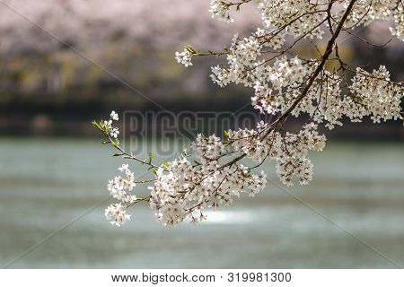 Cherry Blossom Or Beotkkot Flower In Korean Language During Spring Season At Songpanaru Park Surroun