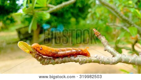 Orange Caterpillar Climbing On  Branch, Caterpillar Eat The Green Leaves