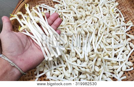 Peanut Germinated Seedlings Growing For Healthy Food
