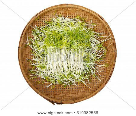 Morning Glory Sprout In The Threshing Basket, Organic Sprouts Farm, Organic Natural Food Good For He