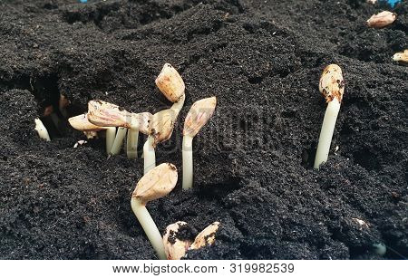 Peanuts Germinated Seedlings Growing In Black Soil Mix Of Fresh