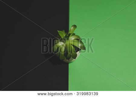 Tiny Succulent Plant On Contrasting Black And Green Background, Flatlay Topdown Background